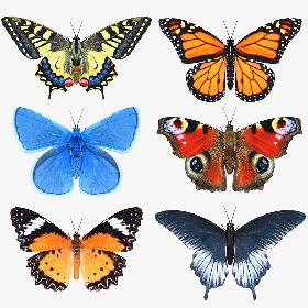 3D model Butterfly Collection